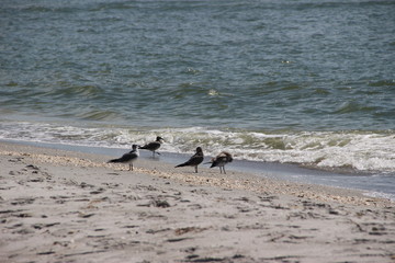 seagulls at the beach having fun at florida keys