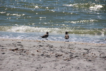seagulls at the beach having fun at florida keys