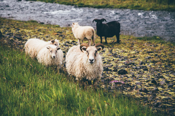 Icelandic Sheep - 169740170