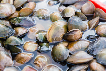 Fresh mussels in water at market