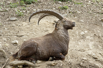Steinbock