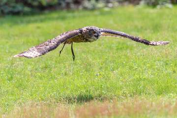 The owl flies over the land