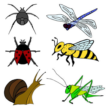 Set of insect. Spider, ladybird, snail, grasshopper, wasp, dragonfly painted on a white background.