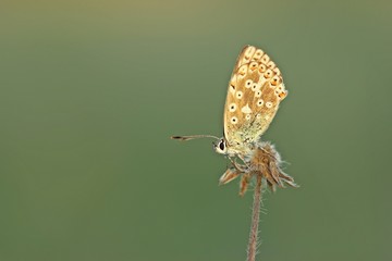 Fototapeta na wymiar Weiblicher Silbergrüner Bläuling (Polyommatus coridon) im Morgenlicht