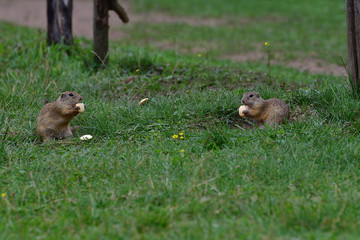 ground squirrel grazing and lurking in the grass 