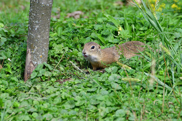 ground squirrel grazing and lurking in the grass 