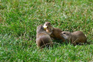 ground squirrel grazing and lurking in the grass 