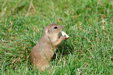 Naklejka na ściany i meble ground squirrel grazing and lurking in the grass 