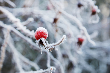 Frozen red berries on the tree branch