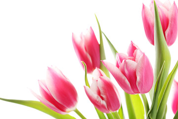 Bouquet of pink tulips on a white background