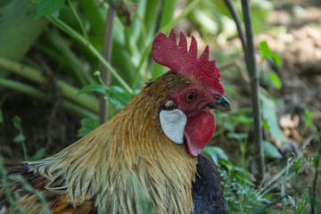 Close up of head of golden rooster standing on traditional rural barnyard in the morning. Portrait of colorful long-tailed Phoenix cockerel in chicken coop. Cock walk and feed in henhouse on farmyard