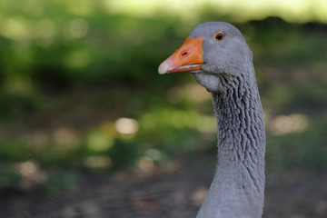 Close-up of goose head profile