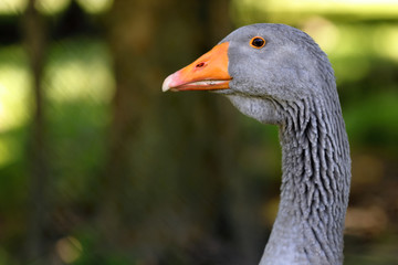 Close-up of goose head profile © bmatrix