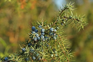 Wacholder mit Beeren am Dörnberg 