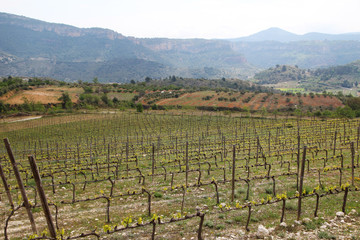 Fototapeta na wymiar Vineyard in Priorat, Spain