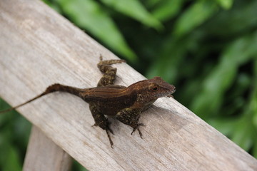 dark brown lizard close-up on wood