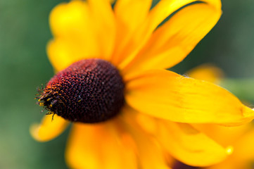 Close up of pollen on black eyed Susan flower head