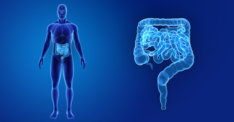 Intestine zoom with organs anterior view