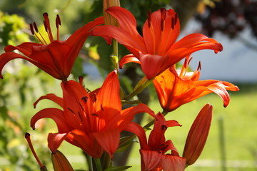 Lilie rot © Michael