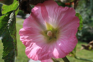 hibiskus pink © Michael