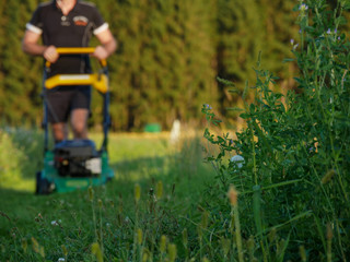 Rasenm&auml;hen Wiese