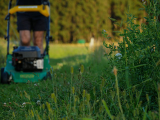 Rasenm&auml;hen Wiese