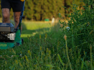 Rasenm&auml;hen Wiese 