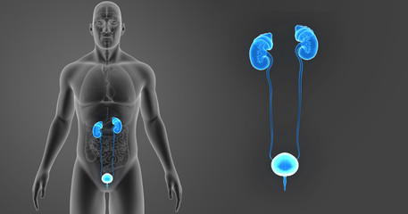 Urinary system zoom with organs anterior view