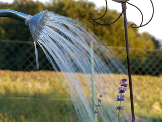 Metallgie&szlig;kanne im Garten