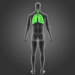 Lungs with skeleton posterior view