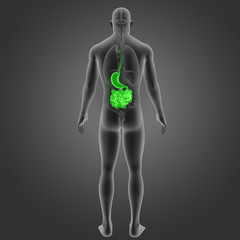 Stomach and small intestine with organs posterior view