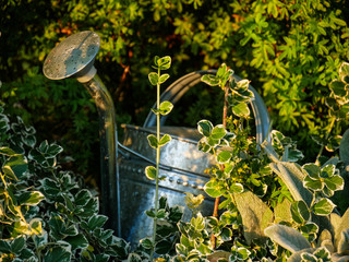 Metallgie&szlig;kanne im Garten