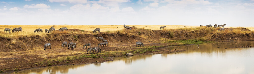 Fototapeta na wymiar Panorama of Zebra on Mara river in Africa
