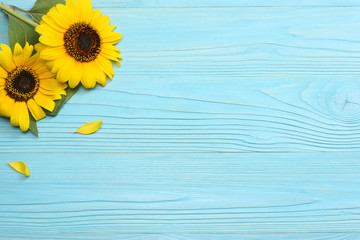 Fototapeta premium Sunflower on blue wooden background. top view with copy space