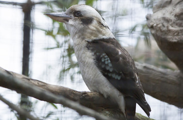 Laughing Kookaburra (Dacelo novaeguineae)