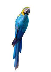 Blue and yellow macaw, colorful bird isolated with white background.