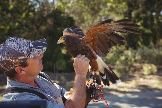Falconer touching golden eagle