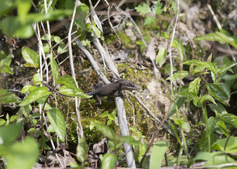 Lizard