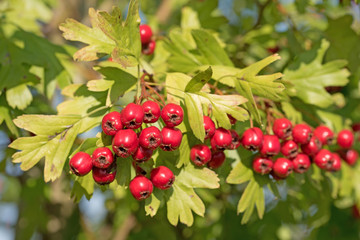 Weißdorn, Crataegus, Früchte