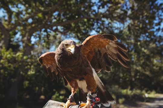 Close up of golden eagle perching on glove