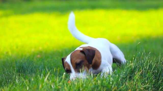 Video of Young smooth-coated Jack Russell Terrier playing at green grass