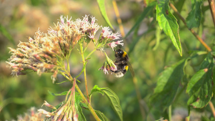 bumblebee collecting nectar, close