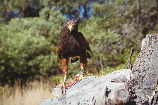 Portrait of golden eagle perching on tree stump