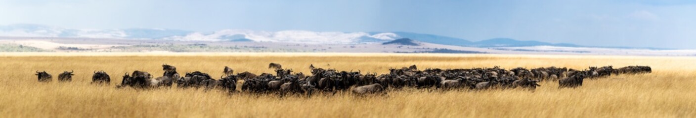 Wildebeest Herd in Tall Kenya Grass Panorama
