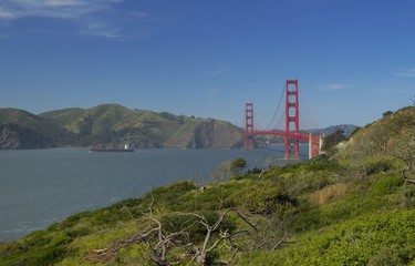 Fototapeta na wymiar Dry tree and Golden gate bridge, San Francisco, California, USA