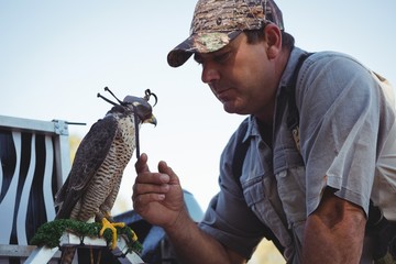 Falconer looking at sparrowhawk perching on cage