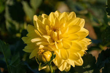 Beautiful yellow dahlia on a field of flowers