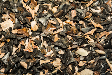 Shark Tooth Background