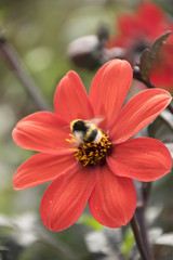 Bourdon sur fleur rouge
