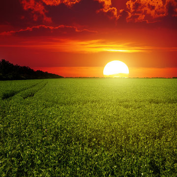 Scenic Sunrise Over Field Of Peas.